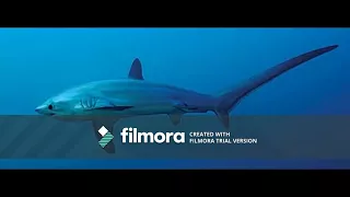 The top 10 largest sharks