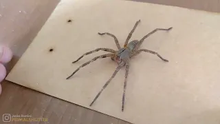 Relocating a Brazilian wandering spider (Phoneutria)