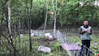 Using Goats to Graze Brush and Invasive Plants