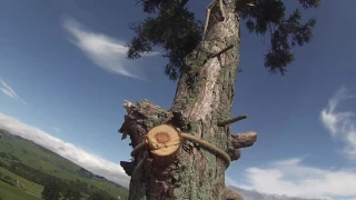 Giant Redwood Tree Removal