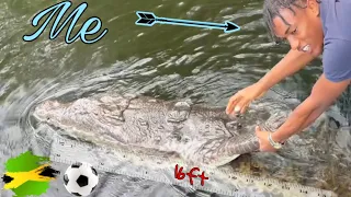 Playing with the Largest Crocodile in Jamaica