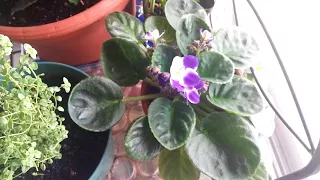 4 Easy Tips to Get African Violets to Bloom Again! || How to Rebloom African Violets