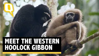 Wild You Were Sleeping Ep 5: The Western Hoolock Gibbon | The Quint
