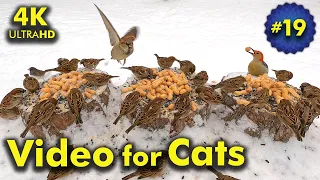 4K TV For Cats | Peaceful Winter Snow Day | Bird and Squirrel Watching | Video 19