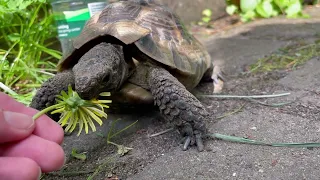 My Tortoise William In The Garden Being Happy