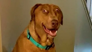 Funniest animals Dogs And Cats Videos 😂 😁 - Best Funny Animal Videos 2023😍 " S01 E57  "