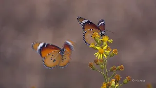 Butterfly song - children of the sun