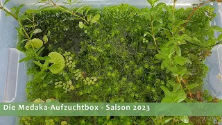 Medaka Aufzuchtbox 2023