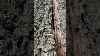 I Had to Walk Away From This Dangerous Splitting Tree! 🌲