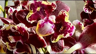 Орхидеи с названиями на продажу. Лимончелло очаровал!