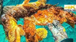 Spearfishing VENOMOUS SCORPION FISH☣️CATCH and COOK