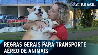 Anac realiza audiência pública sobre transporte aéreo de animais | SBT Brasil (02/05/24)