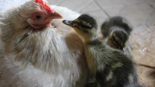 Hen Hatches Ducklings. Our hen saves abandoned eggs. Patitos eclosión gallina Canetons avec poule