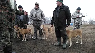 Выставка охотничьих собак в Жердевке 2019 года