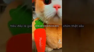 Video tiktok phần 3~😘|Baby can you kiss me||Hanee