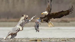 Wild Animals | Most Spectacular Eagles : Mother Leopard Protect Her Baby From Eagle Hunting
