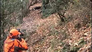 Tirs de 6 sangliers en battue💥 chasse en Corse à Bastelica