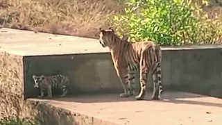 Tigress Arrowhead and Her Three Precious Cubs Spotted in Ranthambore's Zone 2