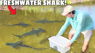 Trapping FRESHWATER SHARKS For My POND!