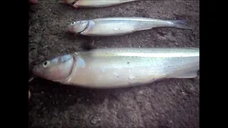 PUNTA LARA  DE COSTA  ( ARGENTINA )