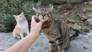 Lucy the cat acts like she's saying don't pet Leo, pet me