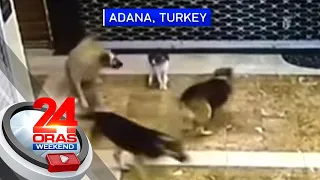 Pusa, matapang na kinalaban ang 3 aso para protektahan ang kuting nito | 24 Oras Weekend