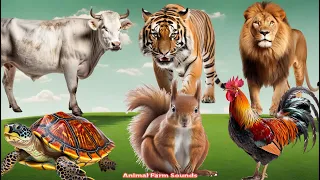 Bustling animal world sounds around us: Tiger, Turtle, Rooster, Squirrel, Lion - Animal Paradise