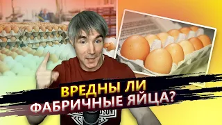 Почему я ел, ем и буду есть магазинные яйца