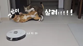 SUB) 고양이와 로봇 청소기의 첫 만남  | 고양이 브이로그 | cat vlog