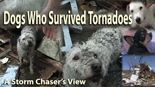 Miracle Dogs Survive Deadly Tornadoes