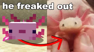 I Gave my Little Brother a Minecraft Axolotl in Real Life