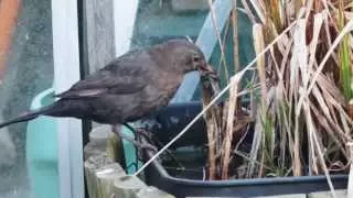 Blackbird Gathering Nesting Material 2