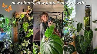 🌿 houseplant updates march 2023 | new plants, new growth, + thoughts on my Soltech light