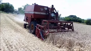 МОЛОТИМО ПШЕНИЦЮ НА ГОРОДАХ. СОРТ ПШЕНИЦІ САМУРАЙ.ОГЛЯД СОЇ НА ГОРОДІ. ЖНИВА 2022