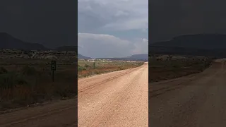 Arizona Wildflowers