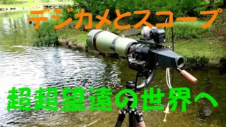 【KOWA 884+RX100M2】デジスコは時代遅れ⁉市営公園でコリメート撮影。