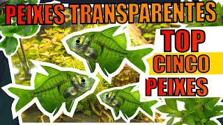 🔴TOP 5 PEIXES TRANSPARENTES PARA AQUÁRIOS |Mr. Betta|