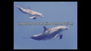 Importance of marine conservation!