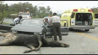 Watch Out For Moose On The Road