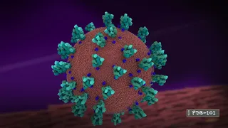 Fighting Coronavirus with Soap (from PDB-101)