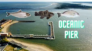 Fishing Oceanic Pier | Ocean City, MD (Flounder, Sea Bass, Shad, Alewive, Spot, Bluefish, Pigfish)