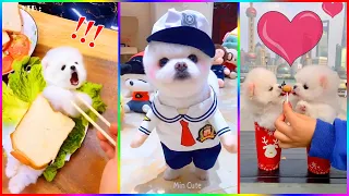 Funny and Cute Dog Pomeranian 😍🐶| Funny Puppy Videos #273