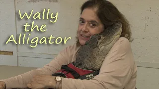 American Visions : Wally the Alligator