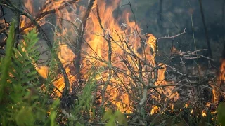 Prescribed Fire Controlled Burns Benefit Wildlife and Improve Habitat