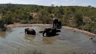 Жарко. Слоны купаются - Hot. Elephants bathe