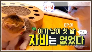 아기 고양이 모셔왔어요. 아요의 험난한 첫 날 (feat.기강잡는 비누)