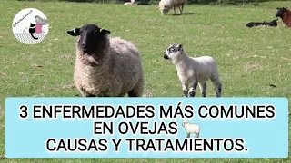 3 enfermedades más comunes en ovejas y su tratamiento 😊👍🐑#veterinaria #ovejas #zootecnia #rumiantes