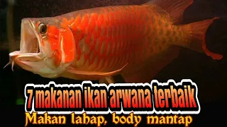 7 makan ikan arwana terbaik