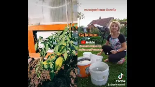 Эффект от применения моей подкормки для огурцов помидор и т д. @galabum