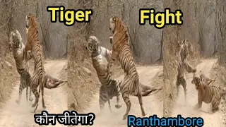 Tiger fight in ranthambore I Male tiger T 120 (Ganesh) and Female Tigress T 84 (Arrowhead ) fight